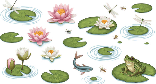 Pond life vector set with lotus flowers frog dragonfly and fish isolated on a white background