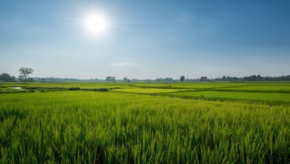 Obraz premium Lush Green Rice Paddy Under Bright Sky Rural Landscape, Wide Angle, Vibrant Colors