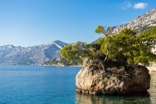 Rocky Cliff with Pine Tree on Adriatic Coast with Mountains and Blue Sea, Brela, Croatia.