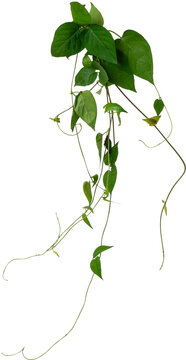 Fresh green sembukan or skunkvine leaf (Paederia foetida) isolated on transparent background, PNG.