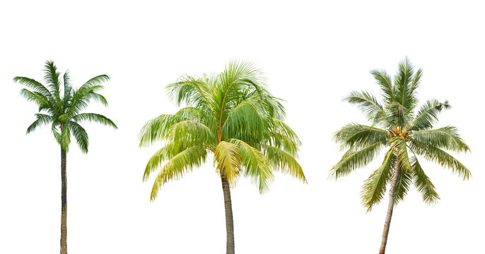 Coconut trees in different stems, Isolated on transparent background