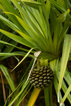 pineapple on a tree