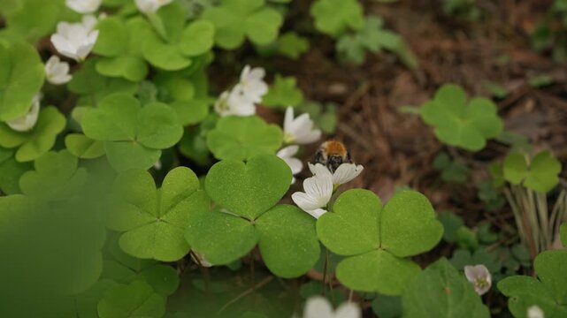 Bumblebee collecting pollen from a patch of delicate wood sorrel flowers, highlighting the beauty of the forest floor and the essential process of insect pollination in spring