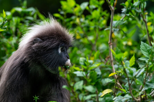 Langur &agrave; lunettes ou langur sombre de Langkawi en Malaysie.