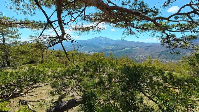Old pine tree stands strong in mountain meadow. Mount Goc, Ljukten peak. Balkans, Serbia