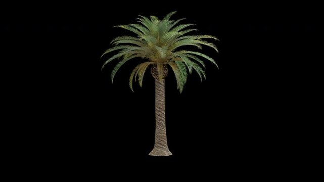 Phoenix canariensis palm tree swaying in wind realistic animation isolated on transparent background 4K