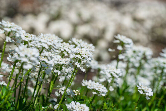 White candytuft flowers blooming in soft sunlight with shallow depth of field and natural blurred background