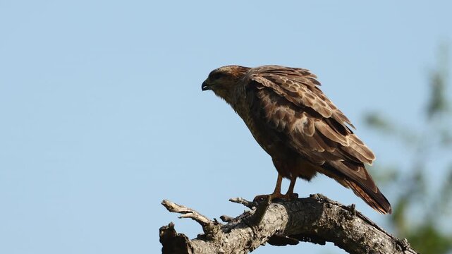 Common buzzard perched on a weathered tree trunk against a clear blue sky, showing sharp eyes, powerful talons and detailed brown plumage in a calm natural wildlife environment outdoors