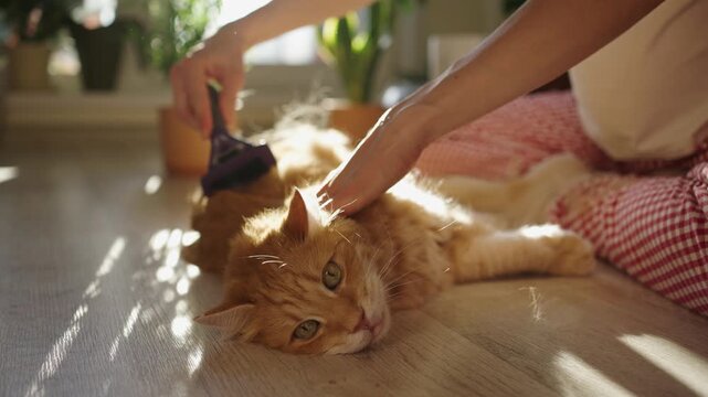 Careful owner brushing her adorable ginger cat with a furminator, removing excess undercoat during shedding season and then playing with the collected ball of fluff in a sunlit room