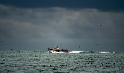 Obraz premium Puffins flying around the sea off Skomer Island