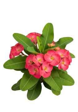 A vibrant cluster of pink crown of thorns flowers with prominent yellow centers and lush green leaves, presented against a clean transparent background with shadowless studio lighting, commercial