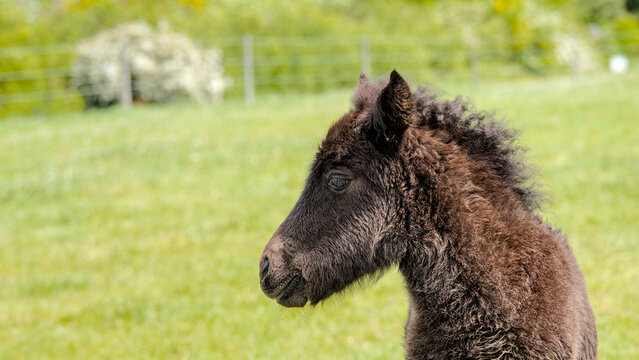 Portrait of a cute dark brown Icelandic horse foal on a green spring pasture 
