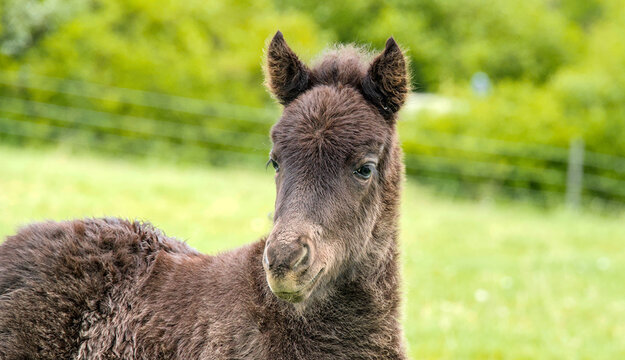 Portrait of a cute dark brown Icelandic horse foal on a green spring pasture 
