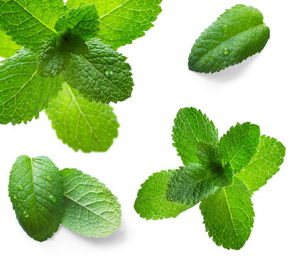 Art fresh mint leaves with real transparent shadow isolated on transparent background. Design element with professional soft realistic edges