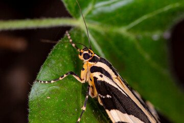 Jersey Tiger Moth Euplagia quadripunctaria © Mondo