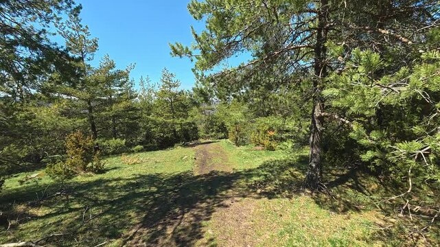 Clear blue sky above pine forest path. Mount Goc, Ljukten peak. Balkans, Serbia