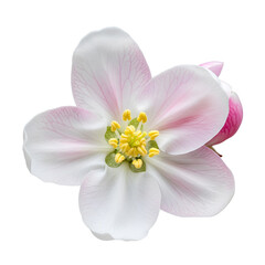 Obraz premium Closeup of a delicate apple blossom with white and pink petals isolated on white background.
