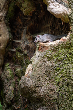 Small edible dormouse looking out from a hollow tree cavity in a deep green forest during daytime.