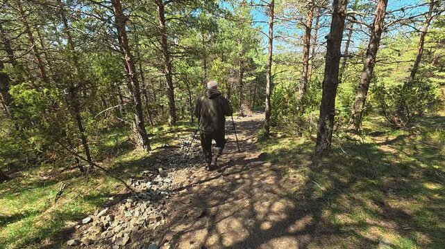 Man walks through pine forest trail. Mount Goc, Ljukten peak. Balkans, Serbia