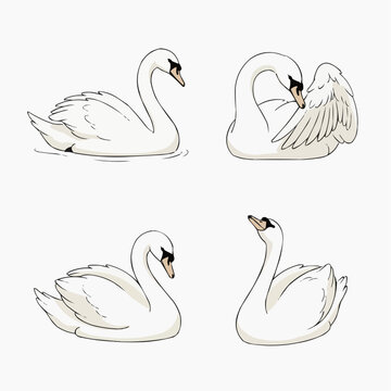 Elegant illustrations of majestic white swans gracefully floating on tranquil water, showcasing various postures including preening, swimming, and looking skyward.