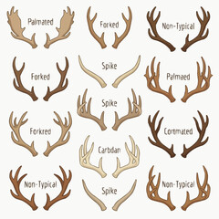 Obraz premium An educational grid displaying various types of deer antlers with their names, showcasing different shapes, sizes, and classifications on a light background.