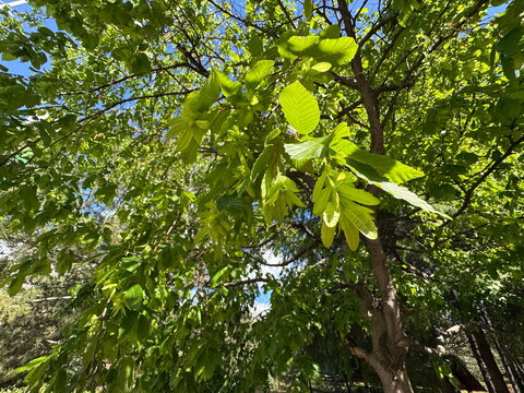 Green leaves and winged seed clusters on a Carpinus betulus branch. European hornbeam tree foliage in a sunny park with blue sky background.