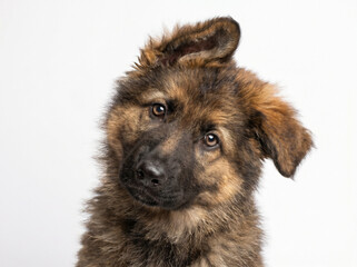 Fototapeta premium Adorable young German Shepherd puppy with floppy ear and brown eyes looking curiously at the camera on a white background, exuding cuteness and innocence.