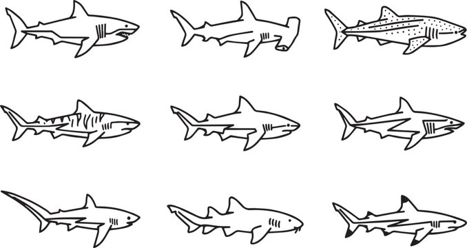 Shark Species Line Art Collection Download sharks animal
