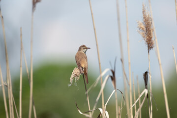 Small reed warbler bird perching on a cane stem © viktoriya89