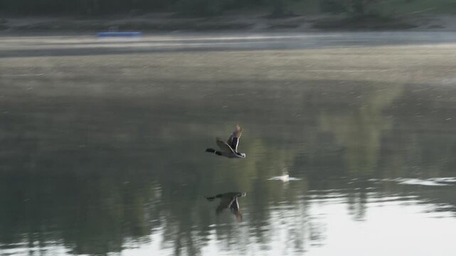 Mallard Duck Flying Low Over Water Touching Surface - 4K Slow Motion