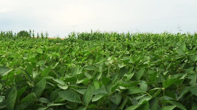 Green soybean field swaying in the wind with cornfield and power lines in the background on a cloudy summer day