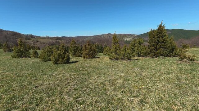 Trees cast shadows across grassy terrain. Mount Goc, Ljukten peak. Balkans, Serbia