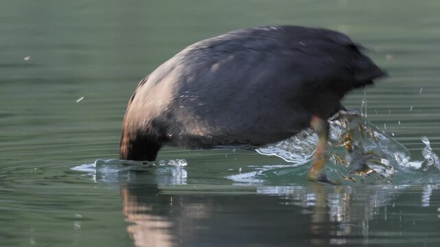 Eurasian Coot Swimming and Diving Underwater - 4K Slow Motion