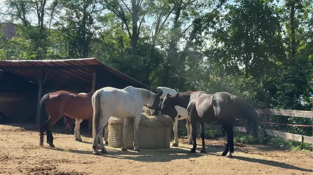 Corral With Horses For Horse Racing