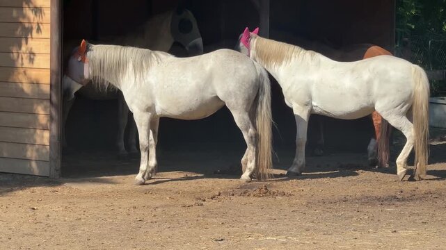 Corral With Horses For Horse Racing