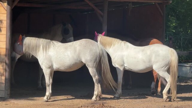 Corral With Horses For Horse Racing