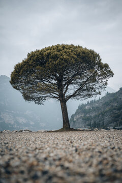 Krummer Baum