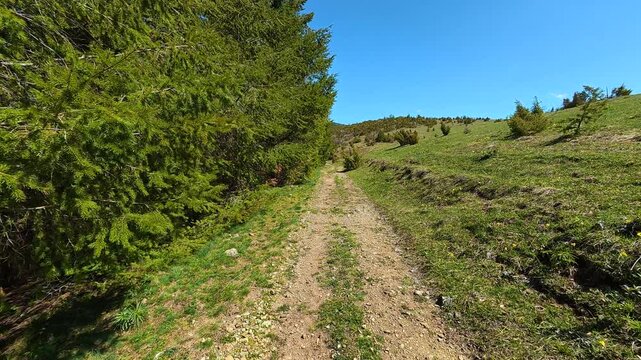 Sunlit path winds through green coniferous trees. Mount Goc, Ljukten peak. Balkans, Serbia