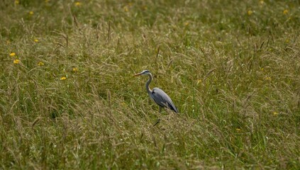 Fototapeta premium Grey Heron Foraging in Dense Meadow Summer Afternoon, Natural Light