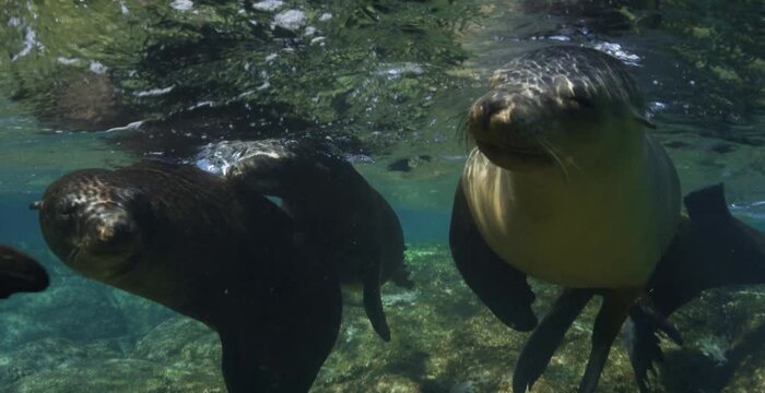 Close up of two sea lions playfully biting and swimming in clear green water, aquatic mammal wildlife