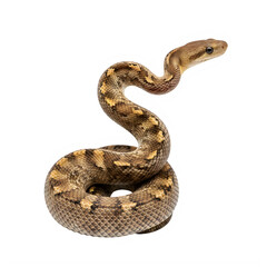 Obraz premium A patterned snake coiled gracefully in natural lighting
