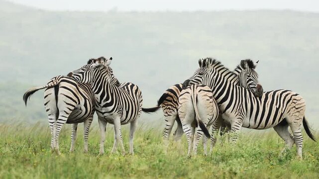 Tender moment between zebras in the African savanna as members of the herd rest their heads gently on each other&rsquo;s backs, showing social bonding and peaceful interaction in natural wildlife habitat