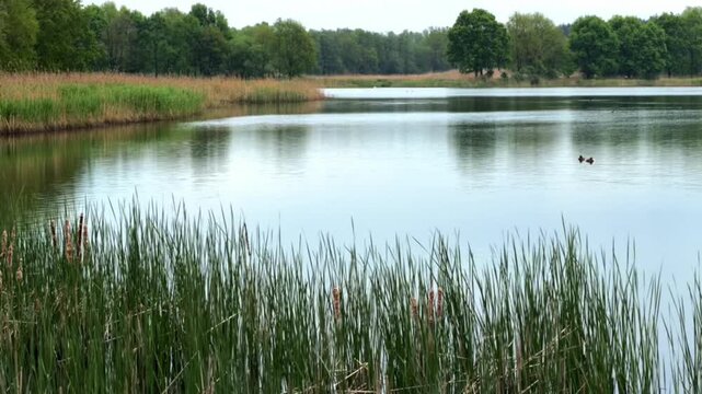 Minimalist nature background with thin green reeds emerging from still water.