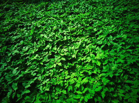 Greenery in city park landscape background