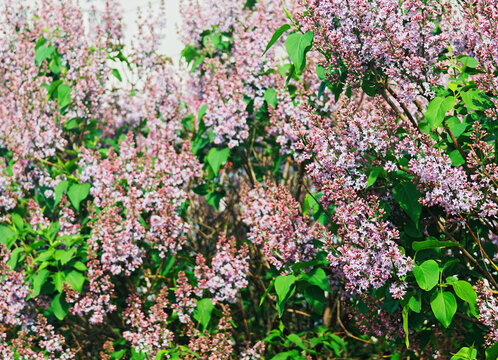 Bird berry blossom in local park landscape background