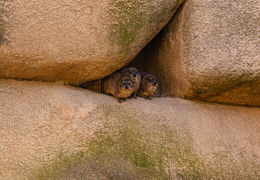 group of rock hyrax animals peeking from between large rocks, natural stone environment, wildlife hiding behavior in zoo habitat