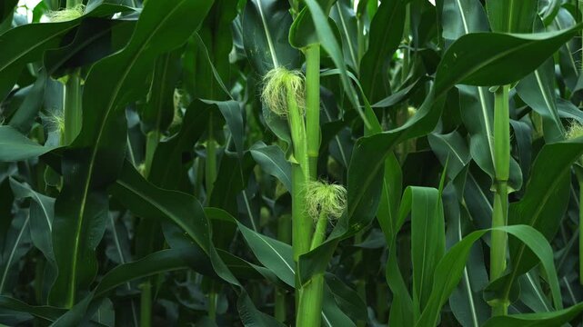 Green corn stalk with silks growing in an agricultural field. Background of lush corn plants cultivated for food and biofuel