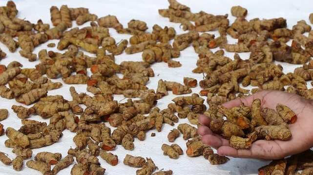 Turmeric kept for drying in the sun with some sample check using the hand. Turmeric used as ingredient in food and posses medicinal properties