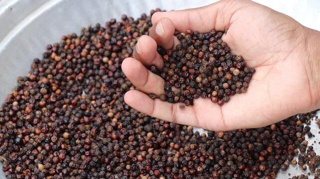 Black pepper corns kept for sundry is held in the hand. Pile of whole dry pepper corns that is used as a spice or for the medicinal purposes