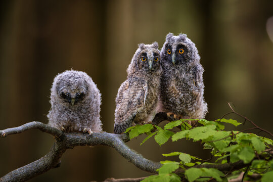 Three cute fluffy long eared owl chicks sitting together on a tree branch with green leaves in a dark spring forest.